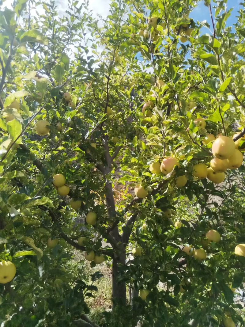 小金苹果小金红富士糖心苹果