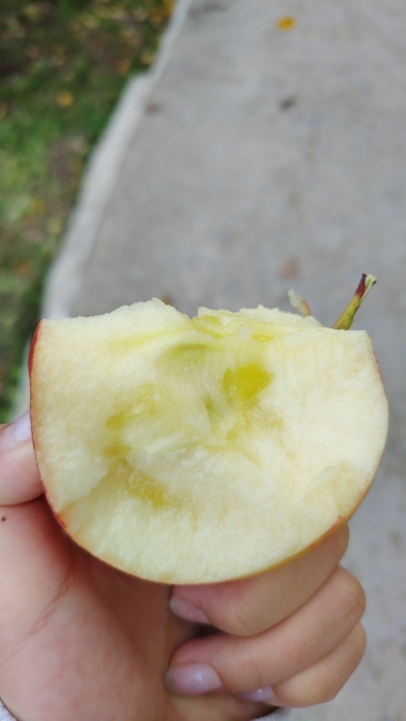 小金苹果小金红富士糖心苹果