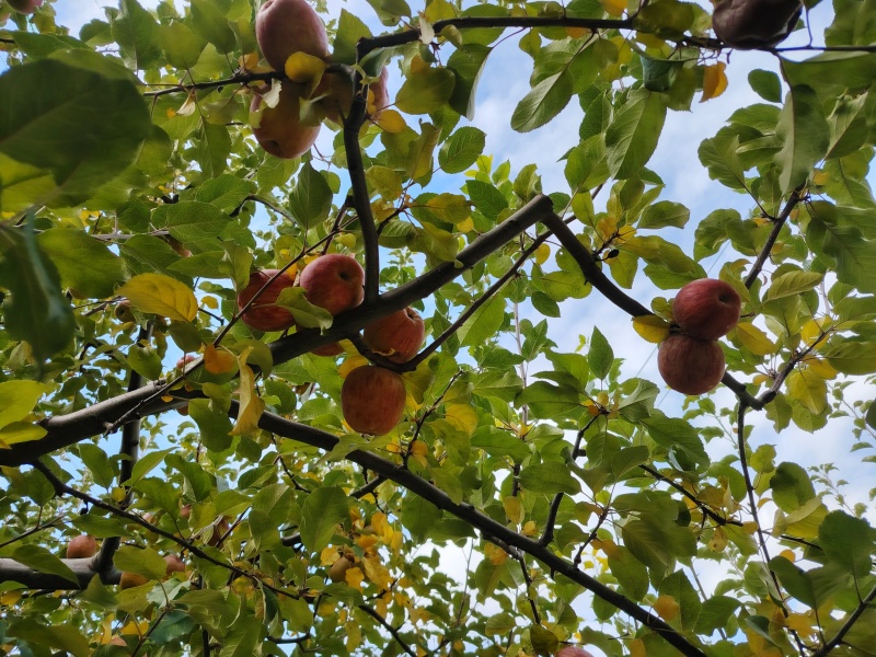 小金苹果小金红富士糖心苹果