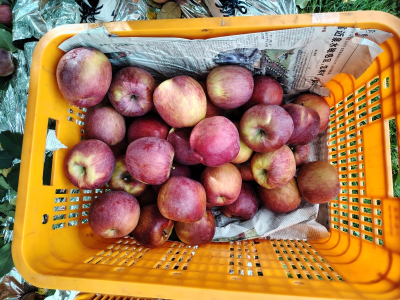 小金苹果小金红富士糖心苹果