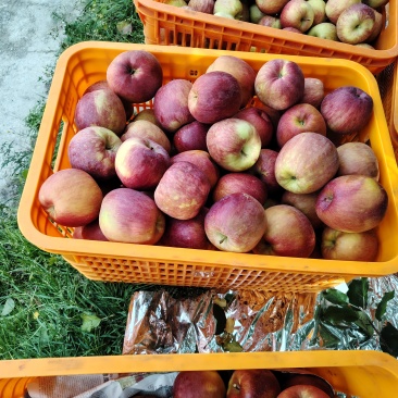 小金苹果小金红富士糖心苹果