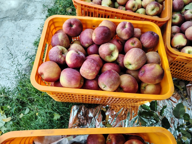小金苹果小金红富士糖心苹果