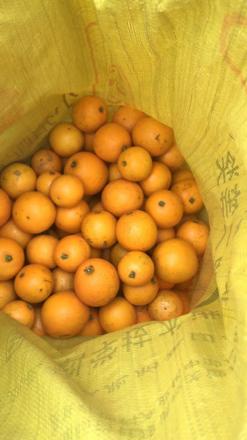 麻阳冰糖橙