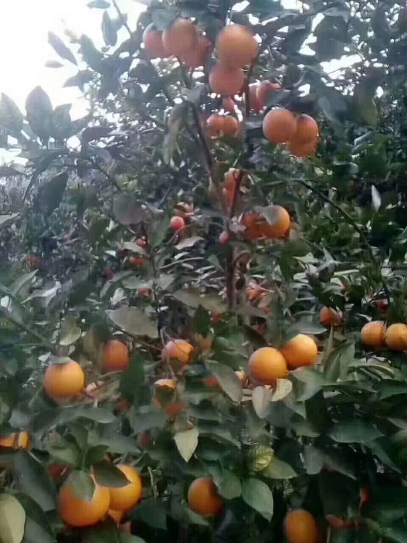 麻阳冰糖橙