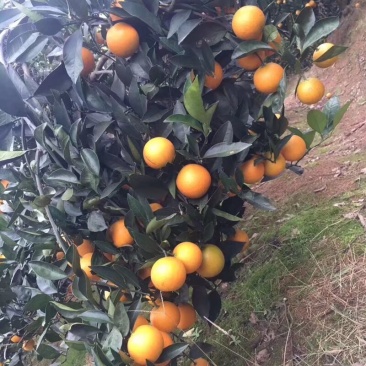 麻阳冰糖橙