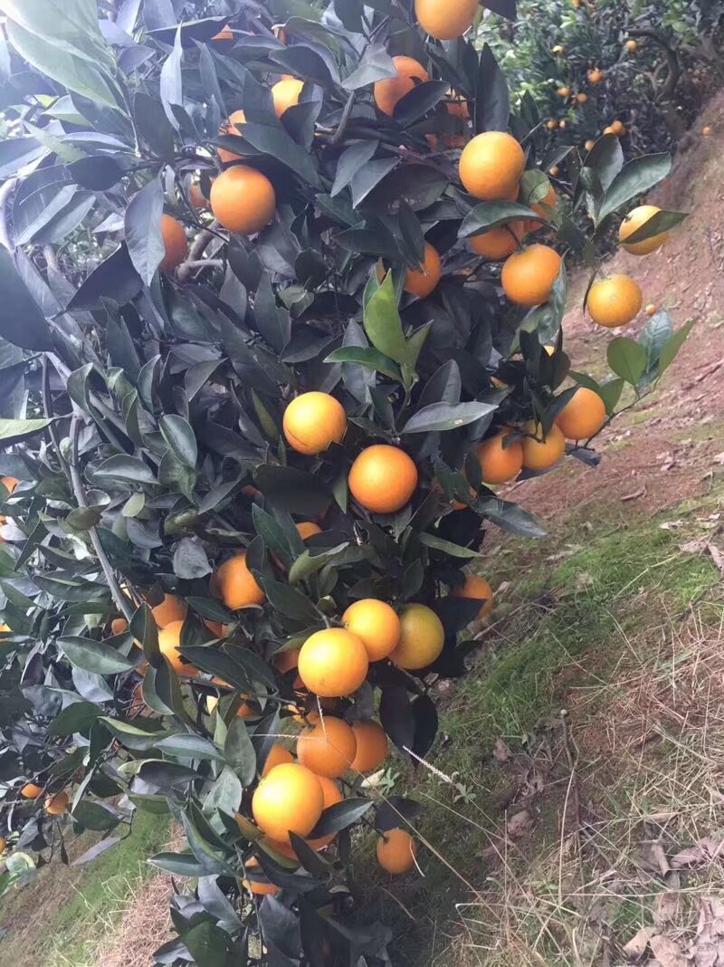 麻阳冰糖橙