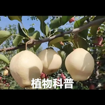 山农酥梨