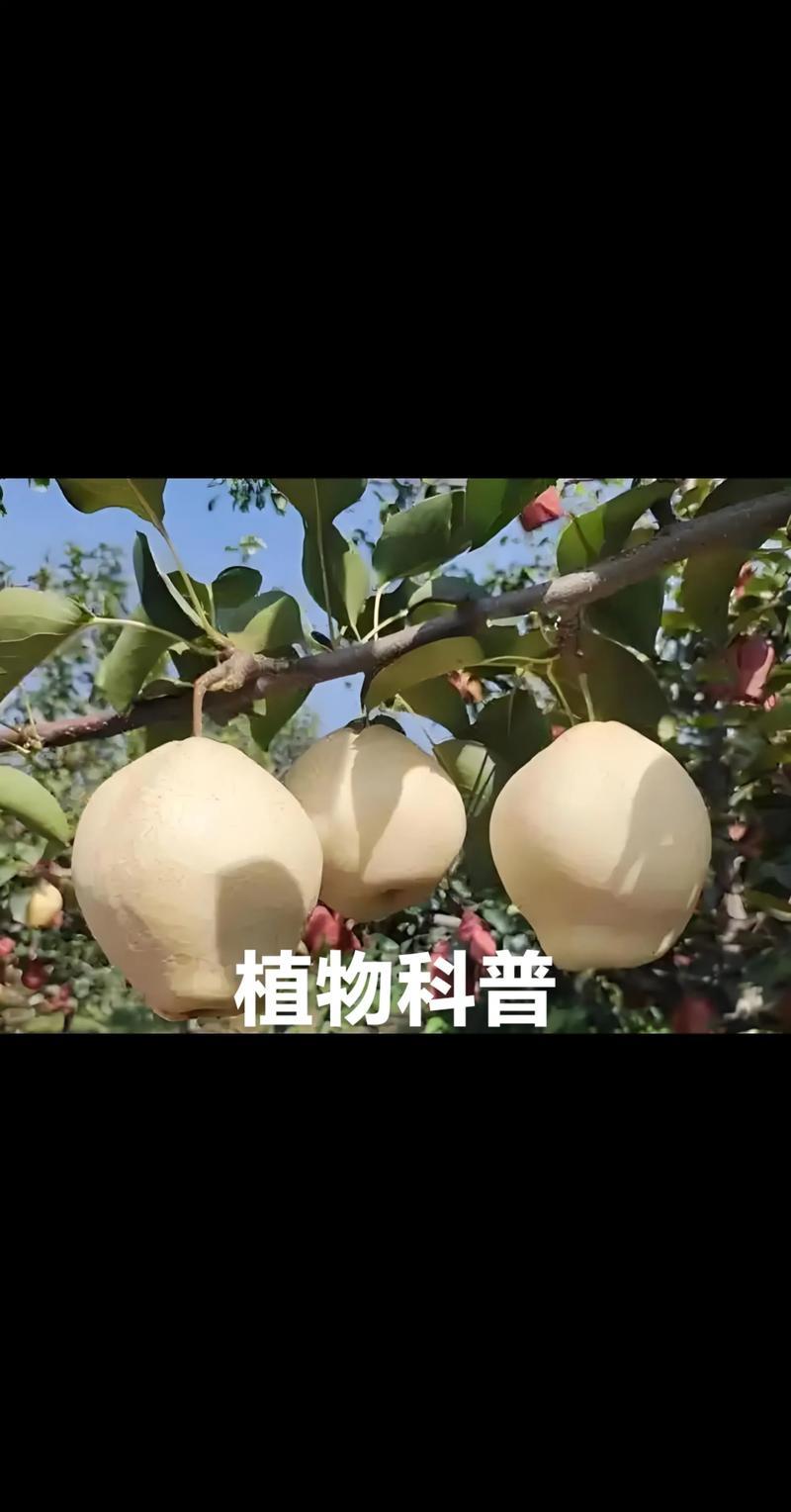 山农酥梨