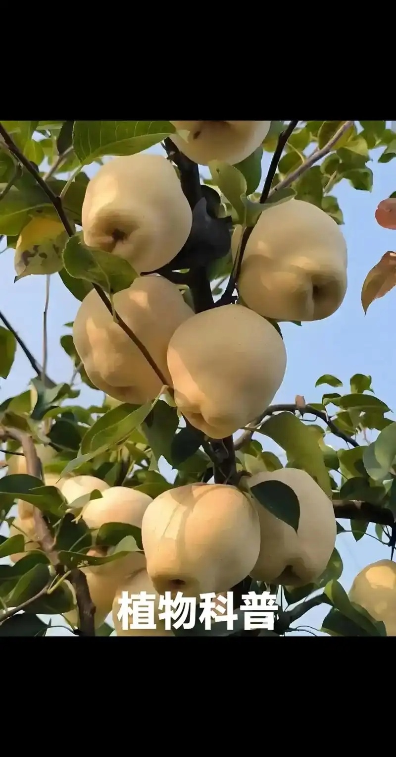 山农酥梨
