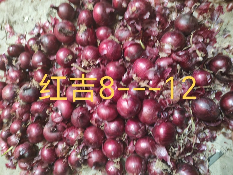 乌兰察布洋葱