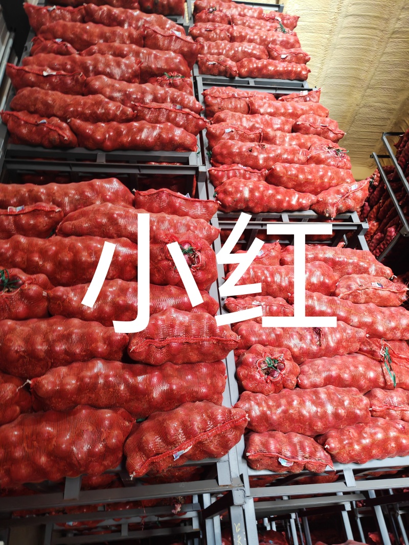 乌兰察布洋葱