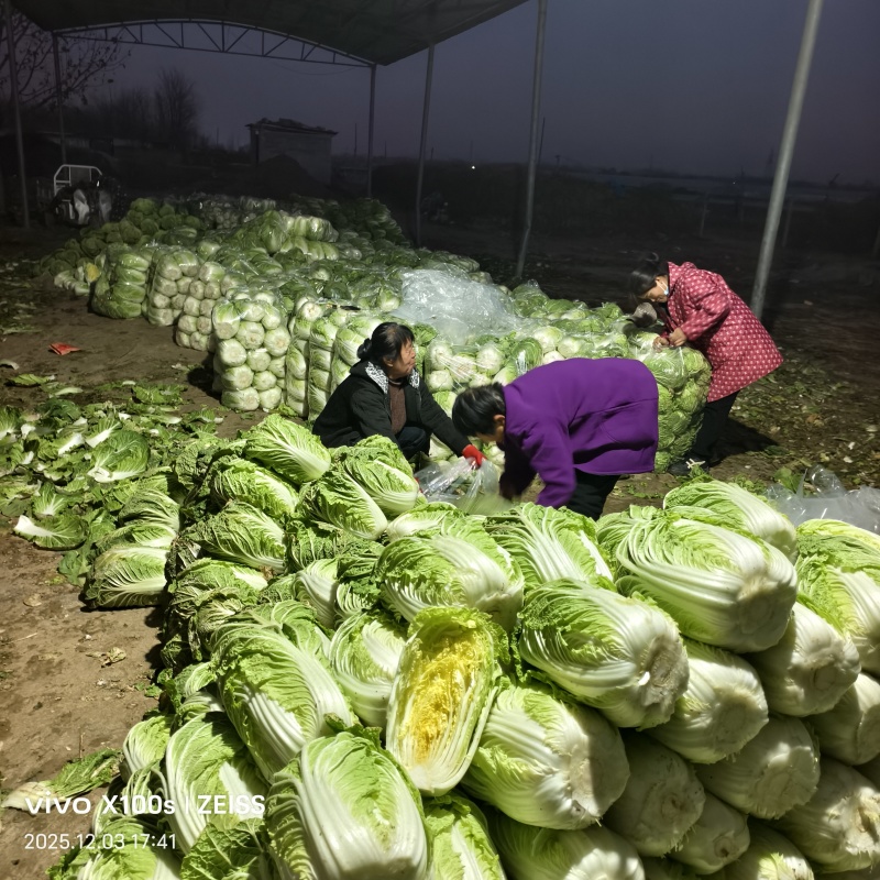 产品，黄心白菜，玲玲黄，大量供货中