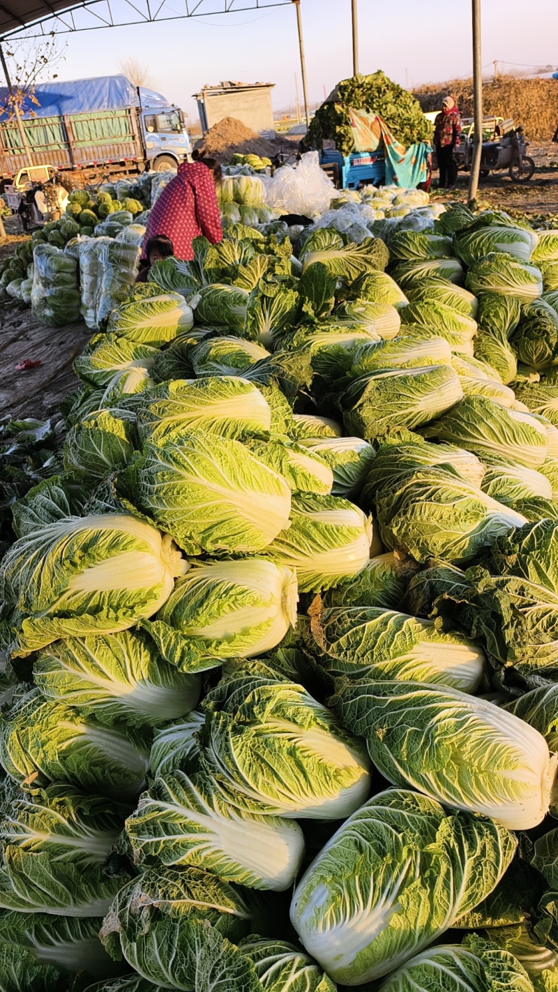 产品，黄心白菜，玲玲黄，大量供货中
