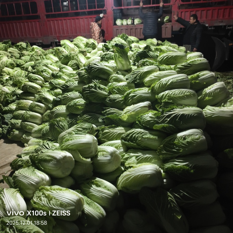 产品，黄心白菜，玲玲黄，大量供货中