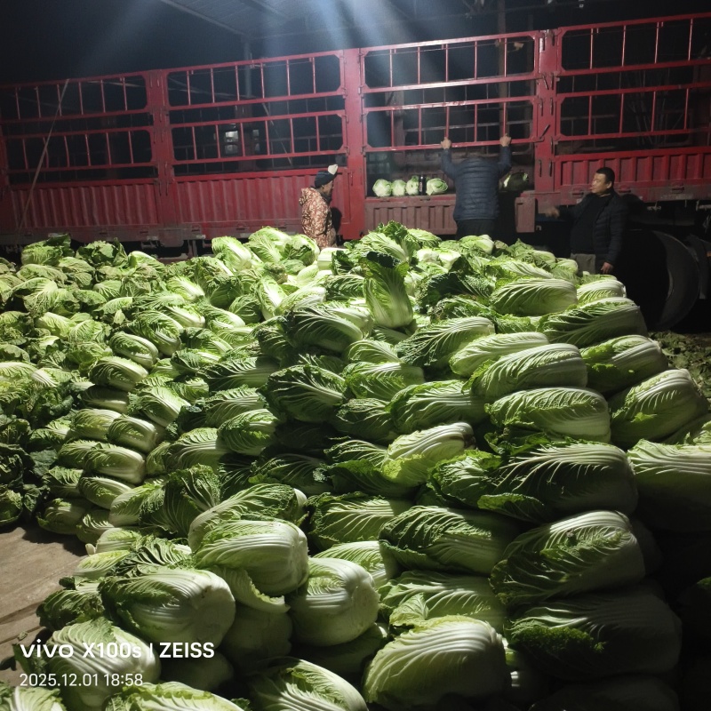 产品，黄心白菜，玲玲黄，大量供货中