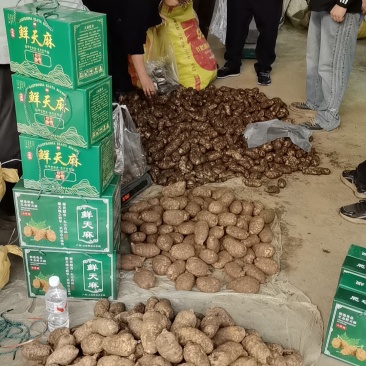 云南昭通新鲜现挖乌天麻统货