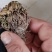 东北野生菌卷柏
