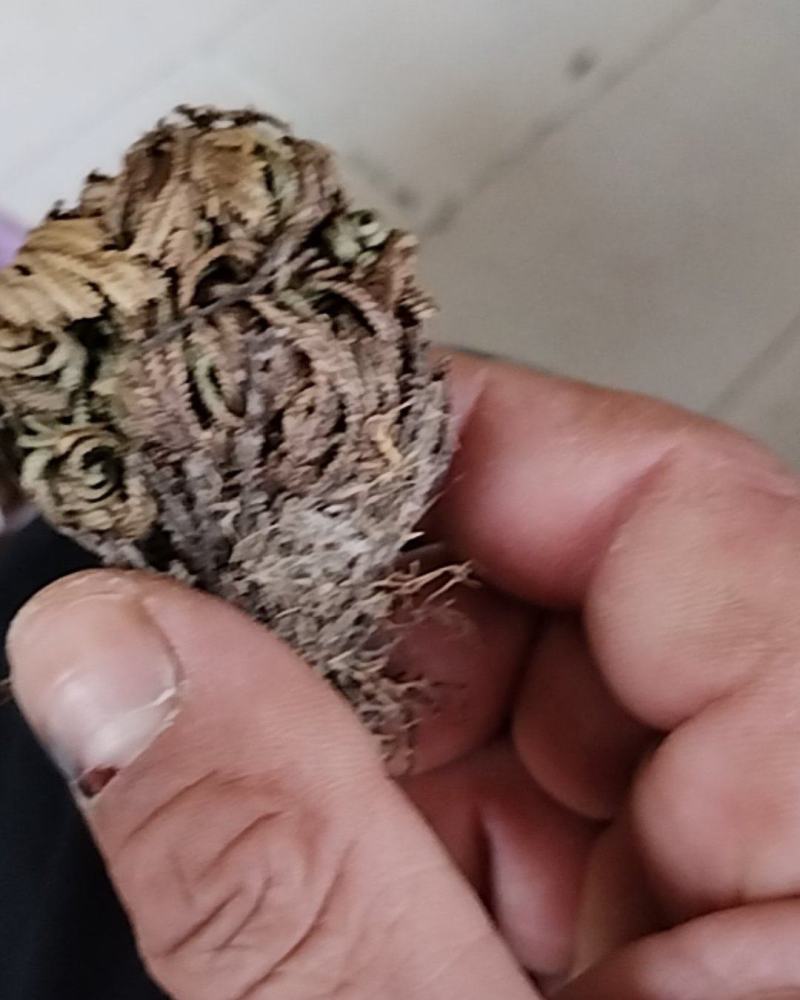 东北野生菌卷柏