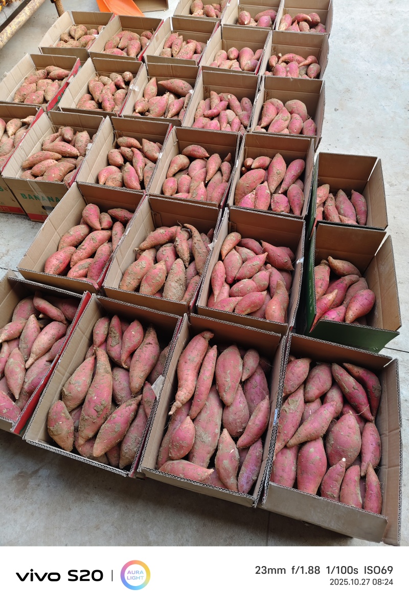 山东烟薯25