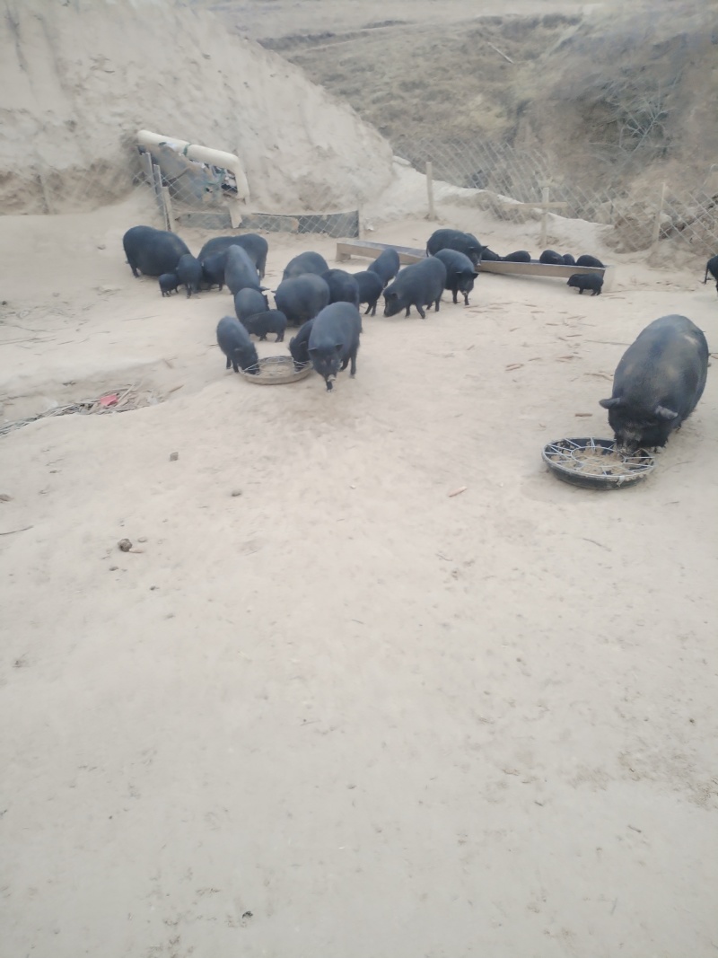 松山区藏香猪，山林散养，肉香不腻营养满，餐饮**