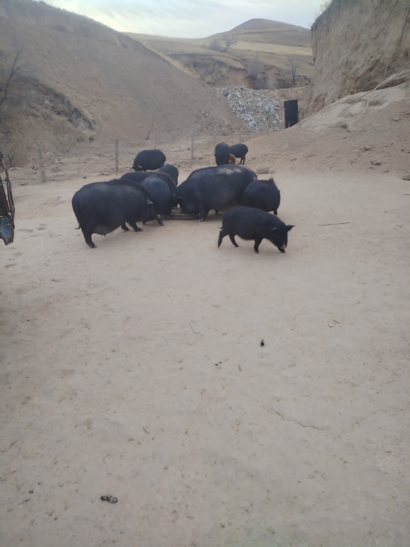 松山区藏香猪，山林散养，肉香不腻营养满，餐饮**