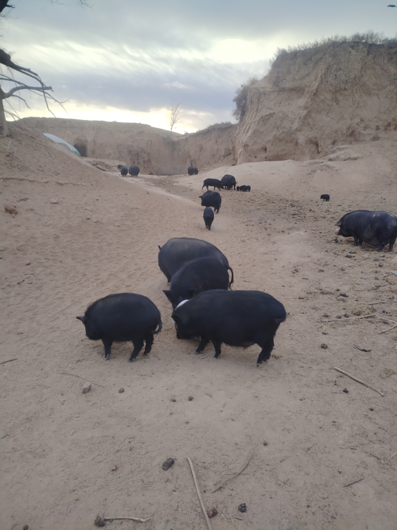 松山区藏香猪，山林散养，肉香不腻营养满，餐饮**