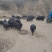 松山区藏香猪，山林散养，肉香不腻营养满，餐饮**