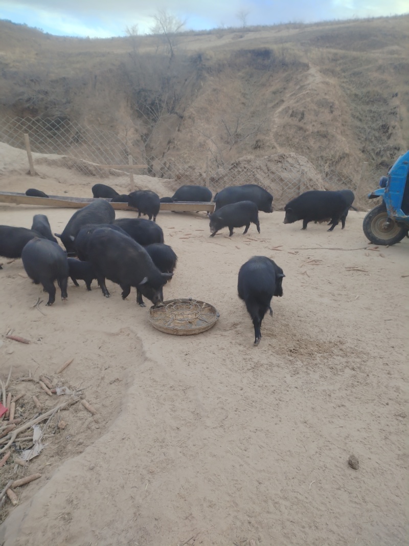松山区藏香猪，山林散养，肉香不腻营养满，餐饮**