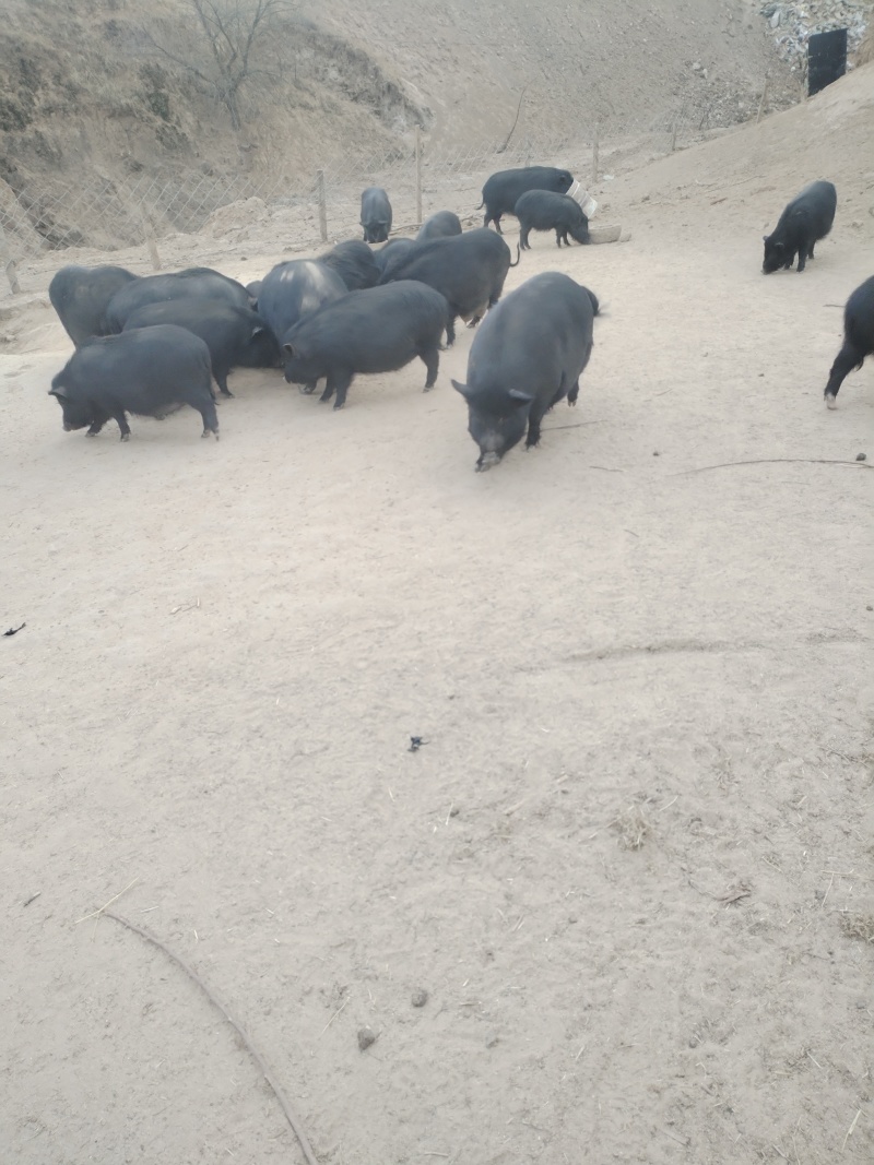松山区藏香猪，山林散养，肉香不腻营养满，餐饮**