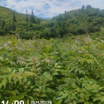 黄柏苗