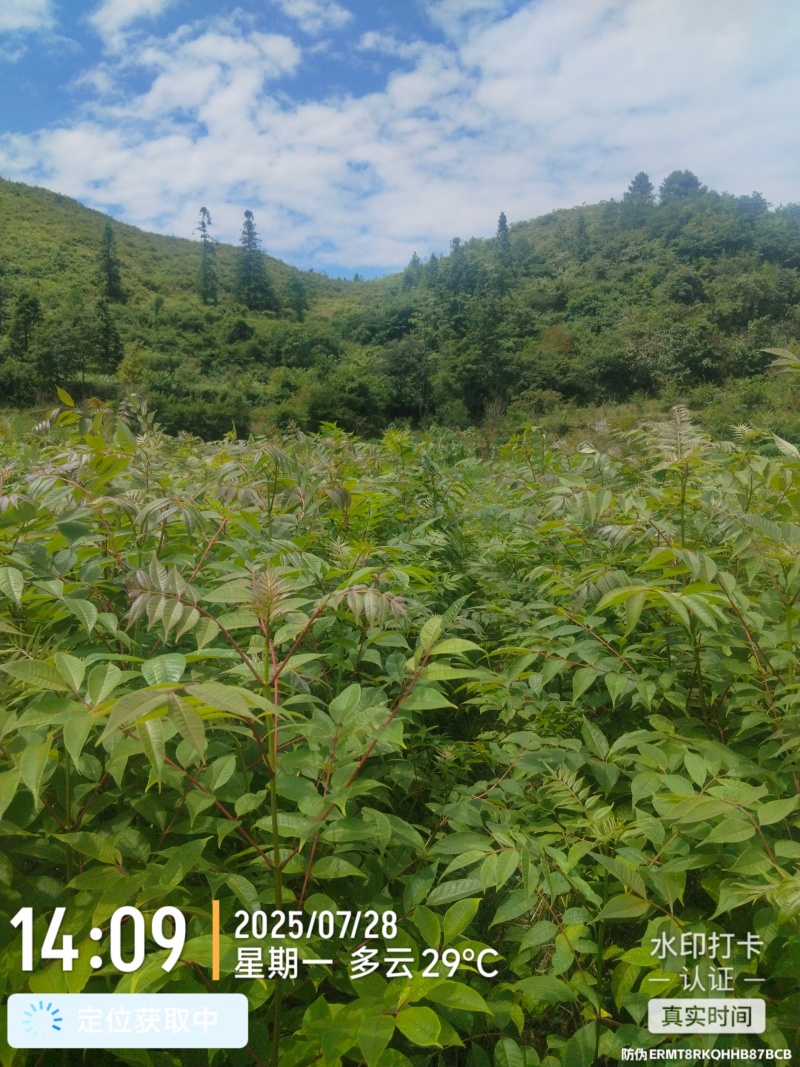 黄柏苗