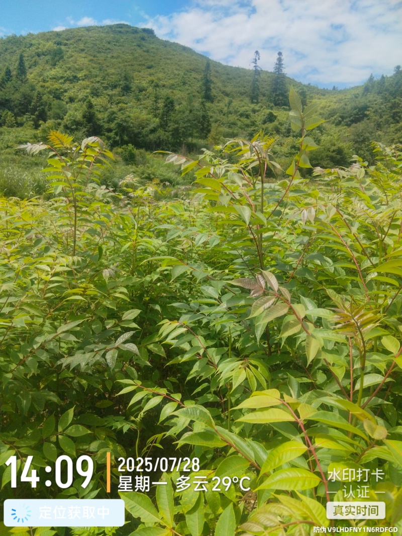 黄柏苗