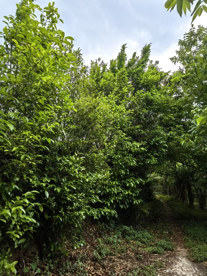 茶叶