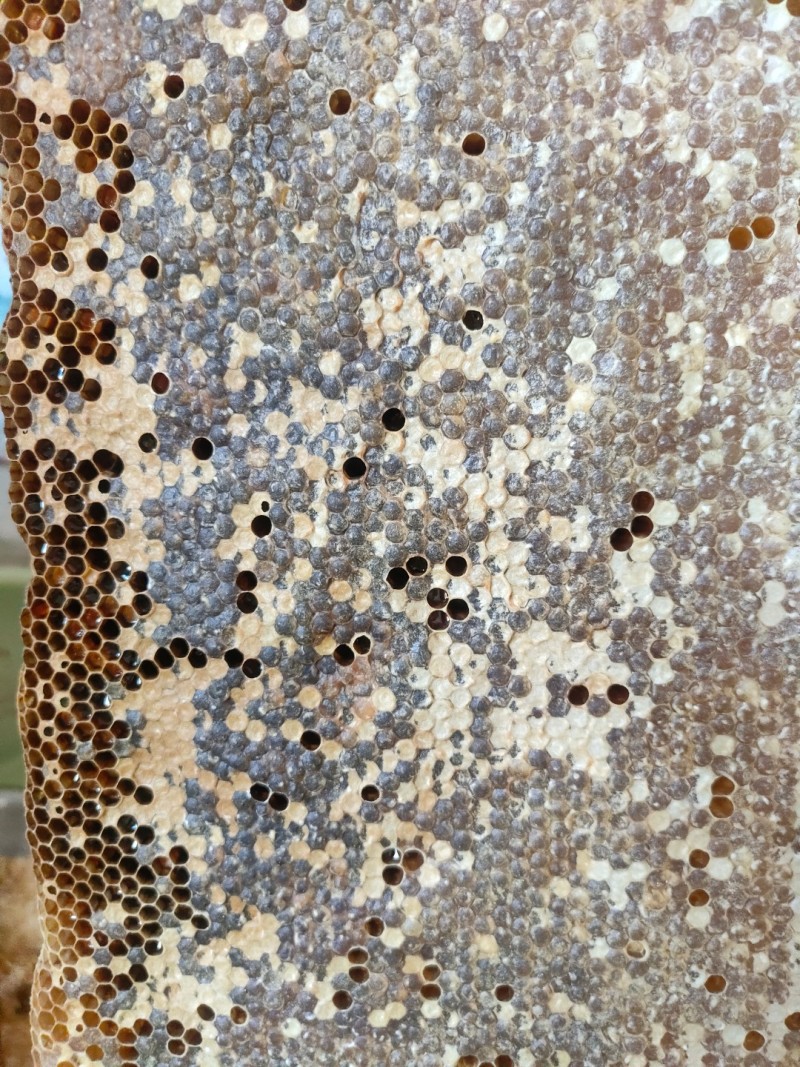 野生蜂蜜