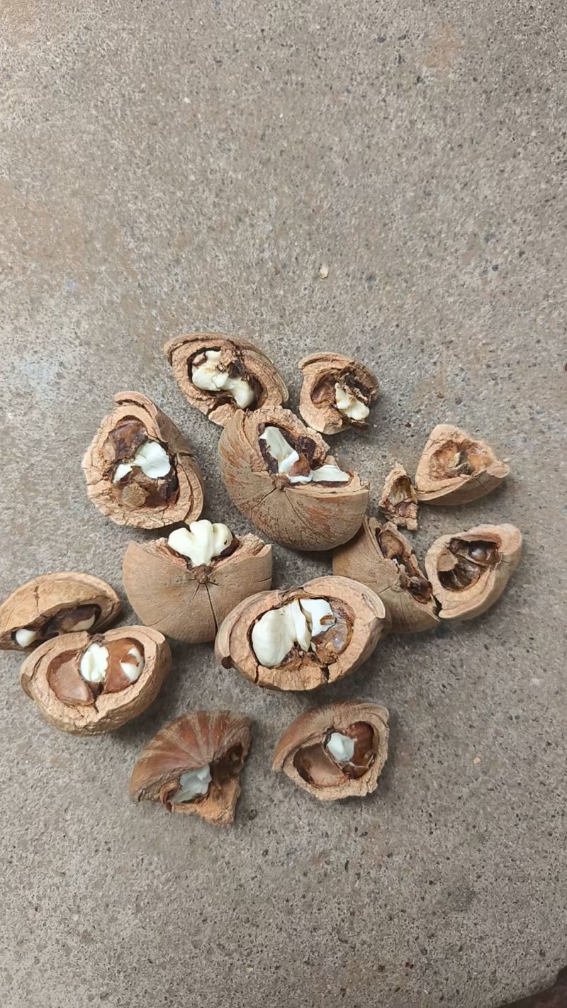 广东本地，薄壳风流果，足干货