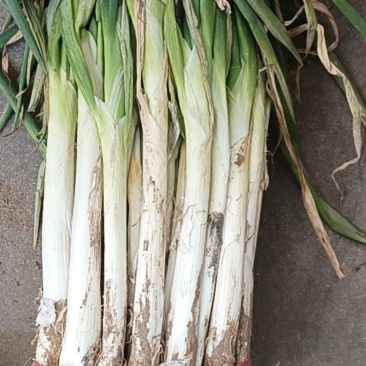 山东大葱