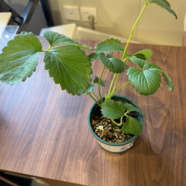 盆栽草莓苗，带10cm加仑盆