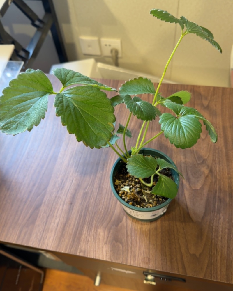 盆栽草莓苗，带10cm加仑盆