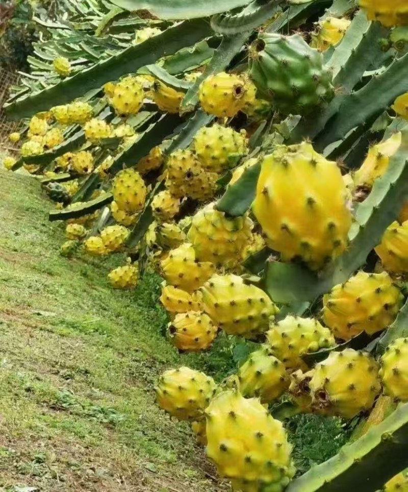云南燕窝果