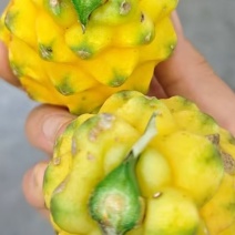 云南燕窝果