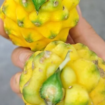 云南燕窝果