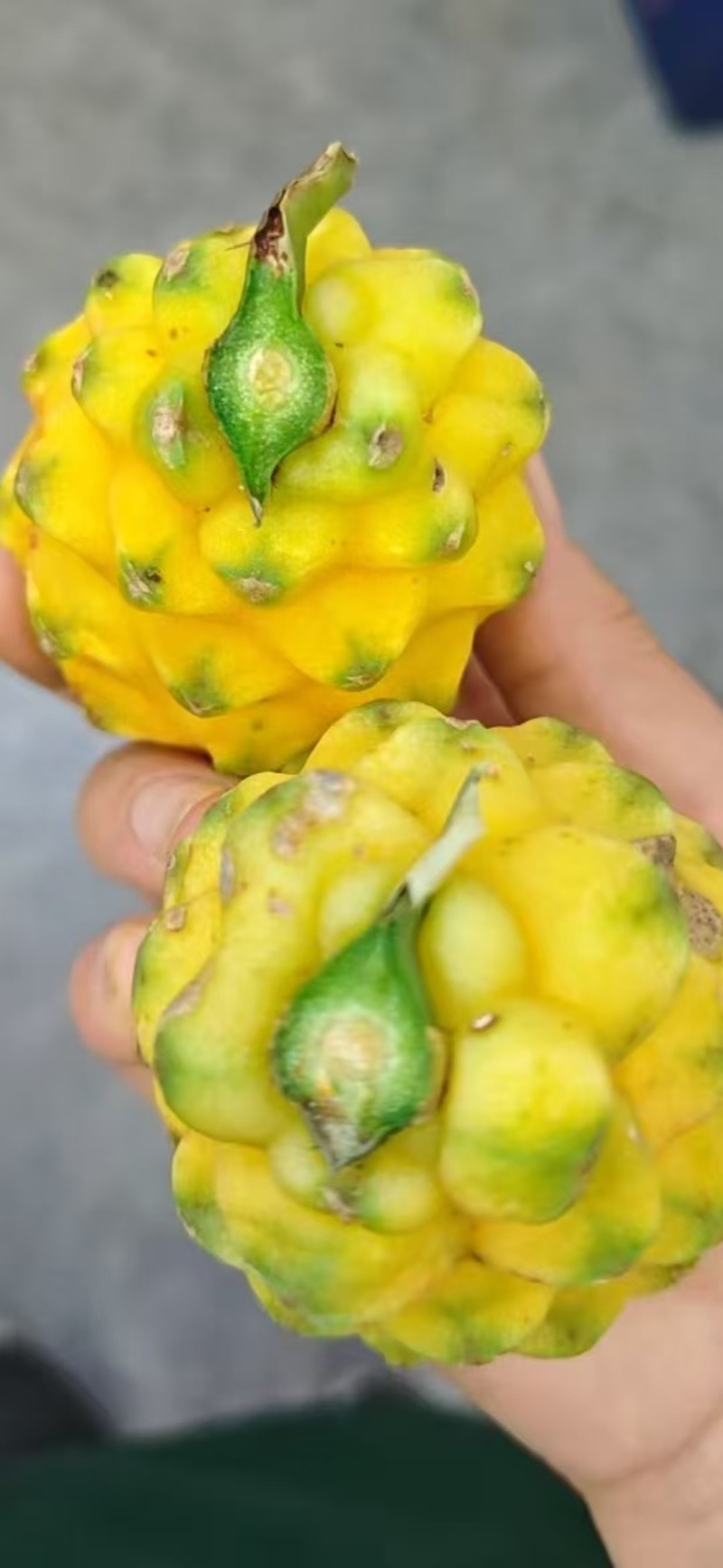 云南燕窝果