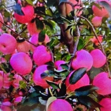 大连寒富苹果