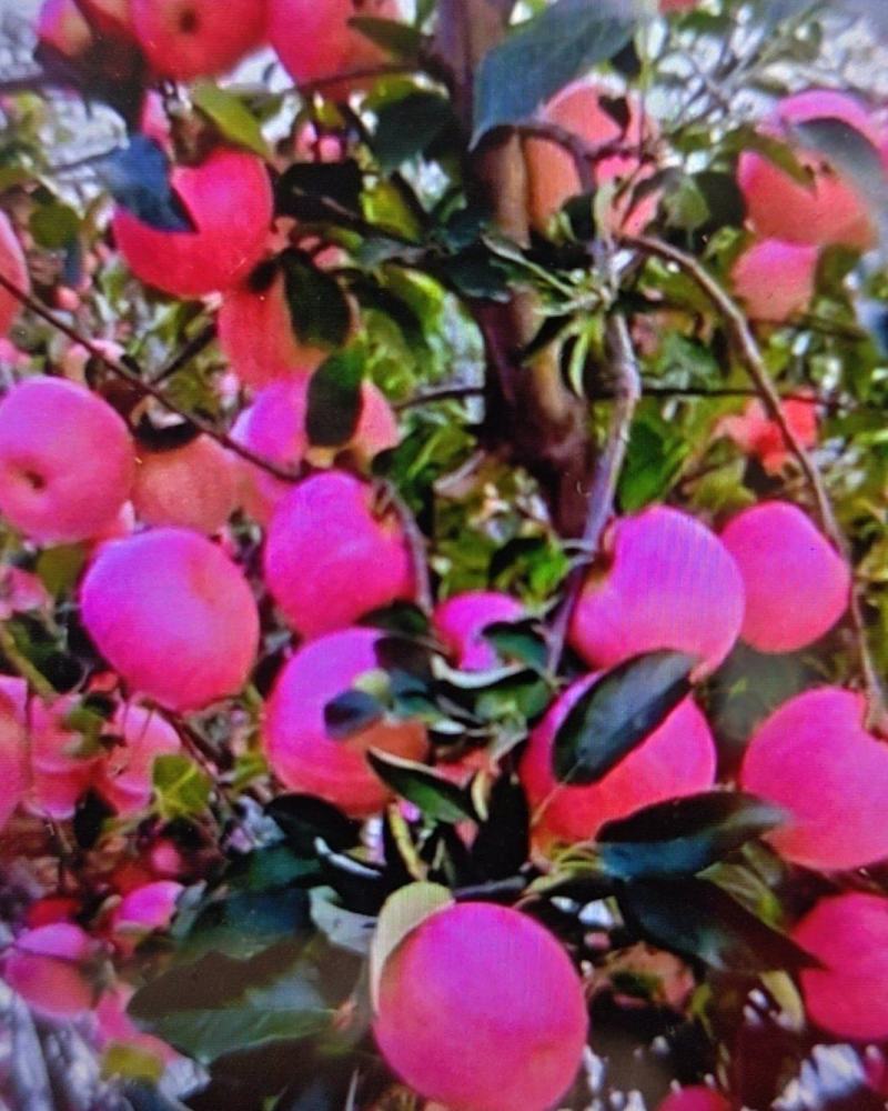 大连寒富苹果