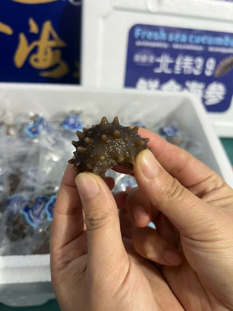 威海批发海参，只要3.99一只，真空包装