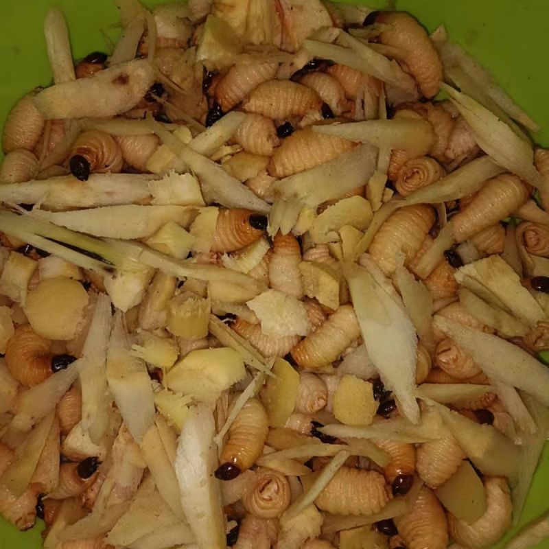 广西竹笋虫