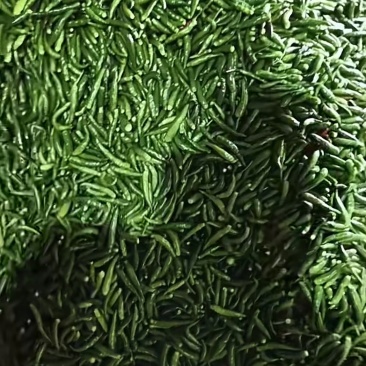 小米椒