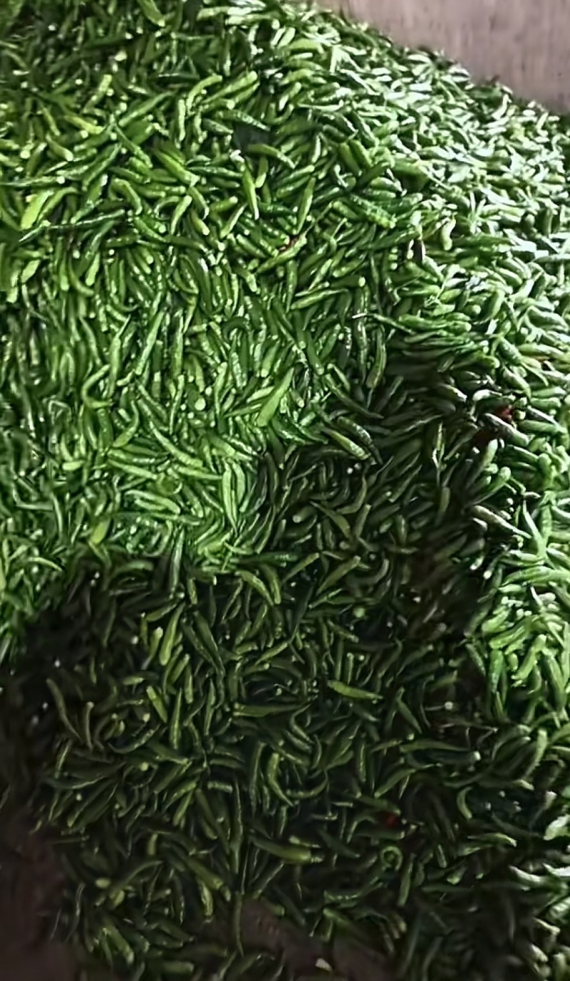 小米椒