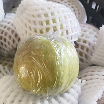 山西果树所玉露香梨