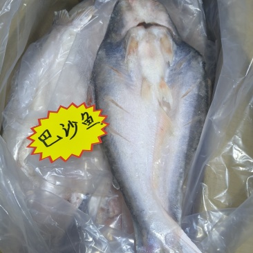 开背巴沙鱼